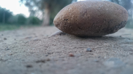 Fototapeta na wymiar Stone in the sand, greenery, trees, nature