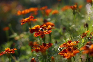 bumblebee on velvet flowers