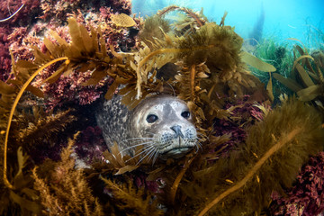 Seal