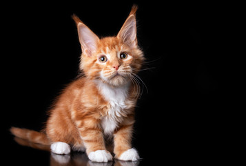 Adorable cute maine coon kitten on black background in studio.