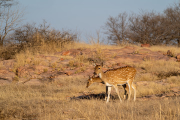 Baby spotted deers walking in the dry grass of Ranthambore National Park India