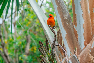 Northern cardinal bird sitting on a branch.