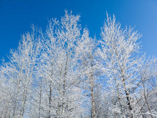 Lendemain de chute de neige d'avril au Canada, Québec