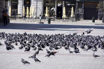 gołębie na rynku w w Krakowie, stado ptaków - obrazy, fototapety, plakaty