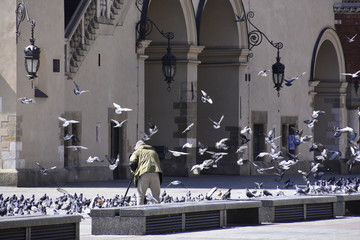 gołębie na rynku w w Krakowie, stado ptaków - obrazy, fototapety, plakaty