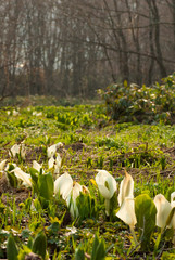 Obraz premium 森の中の水芭蕉の群落