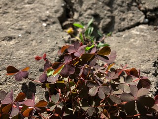 red clover-like grass growing under the sun