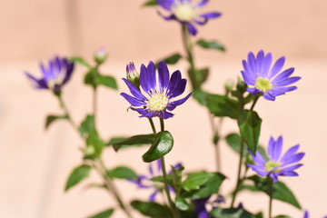 Gymnaster savatieri flowers(Called Miyakowasure in Japan) / Asteraceae perennial