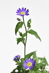 Gymnaster savatieri flowers(Called Miyakowasure in Japan) / Asteraceae perennial