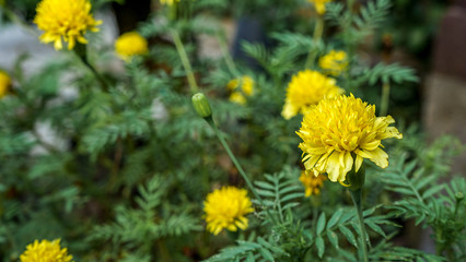 yellow flowers in the garden
