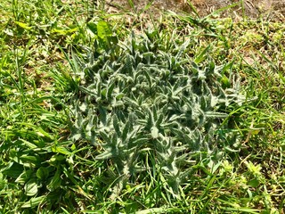 Top view outdoors close up detail of an invasive wild weed thistle stem with prickly thorn leaves during spring time amongst green grass & wildflowers of a garden