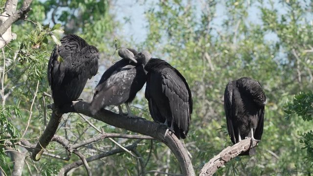 Group of black vultures get into a squabble on a tree in Orlando Florida