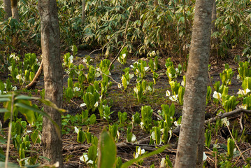 森の中の水芭蕉の群落