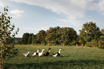 Fototapeta na wymiar Five ducks walk on a green grass.