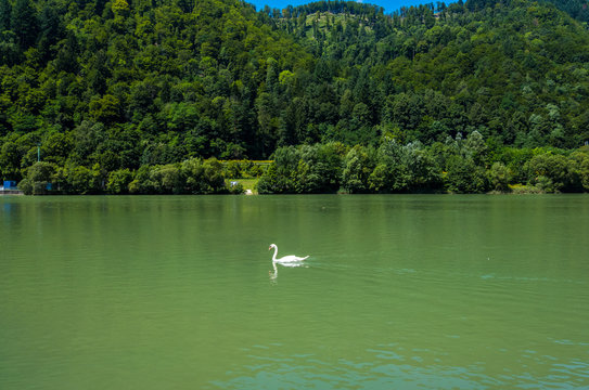 Swan on the river Drava in Slovenia, Eastern Alps