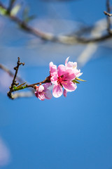 Spring pink flower blossom fruit trees branch flowering orchard fruit growing blue sky ecology background 