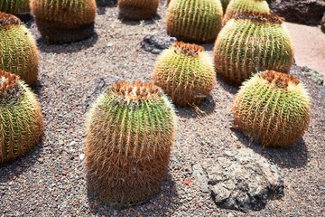 Close up of succulent green cactus at botanical garden