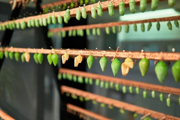 Beautiful butterflies at butterfly home © Krakenimages.com