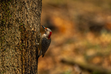 woodpecker on tree