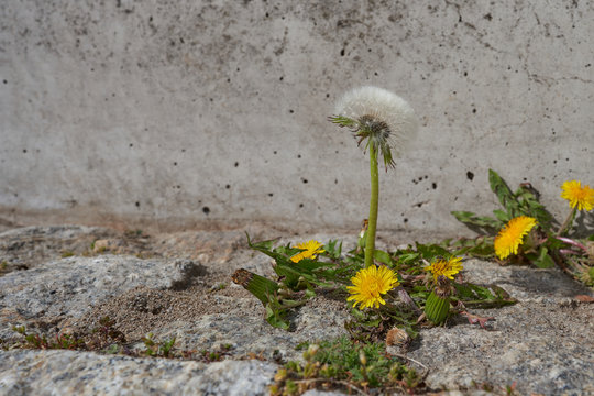 close up of yellow dandelions blooms with green leaves, witch are blooming in front of a wall in a middle of granite stones on a sidewalk