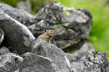 エゾナキウサギ（北海道・鹿追町）
