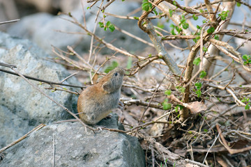 芽を食べるエゾヤチネズミ（北海道・知床）