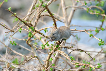 木に登って芽を食べるエゾヤチネズミ（北海道・知床）