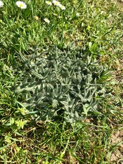 Top view outdoors close up detail of an invasive wild weed thistle stem with prickly thorn leaves during spring time amongst green grass & wildflowers of a garden