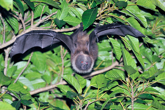 ヤエヤマオオコウモリ 沖縄県 石垣島 Photos Adobe Stock
