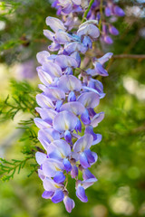 beautiful cascade of wisteria flowers. Spring flowers