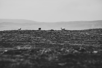 Sheeps © AristilisPhotography