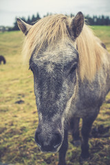 Icelandic Horse Portrait 16