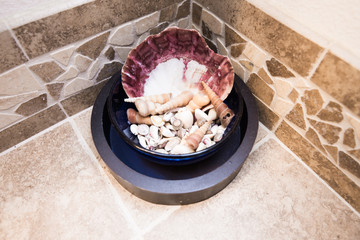 Decorative sea shells