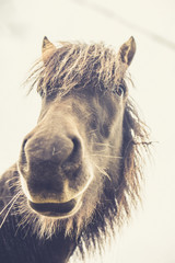 Icelandic Horse Portrait 13 © AristilisPhotography