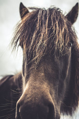 Icelandic Horse Portrait 12 © AristilisPhotography