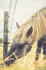 Icelandic Horse Portrait 11