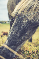 Icelandic Horse Portrait 10 © AristilisPhotography