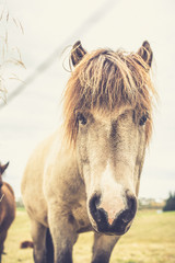 Icelandic Horse Portrait 6