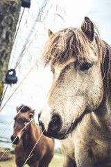 Icelandic Horse Portrait 5