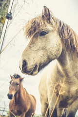 Icelandic Horse Portrait 4 © AristilisPhotography