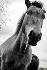 Icelandic Horse Portrait 3 © AristilisPhotography
