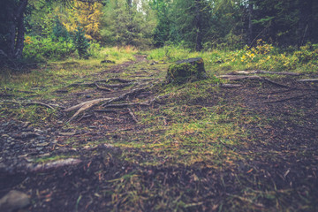 Icelandic Forest In Autumn 3 © AristilisPhotography