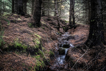 Icelandic Forest In Autumn 2 © AristilisPhotography