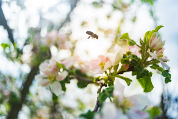 Honey bee collecting pollen from white flowers of apple tree. Important for environment ecology sustainability. Copy space