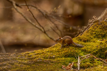 Chipmunks on a bough in the forest
