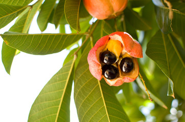 Ackee is the national fruit of Jamaica..