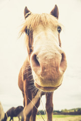 Icelandic Horse Portrait 18