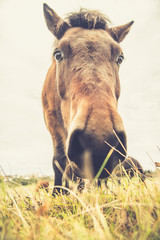 Icelandic Horse Portrait 19 © AristilisPhotography