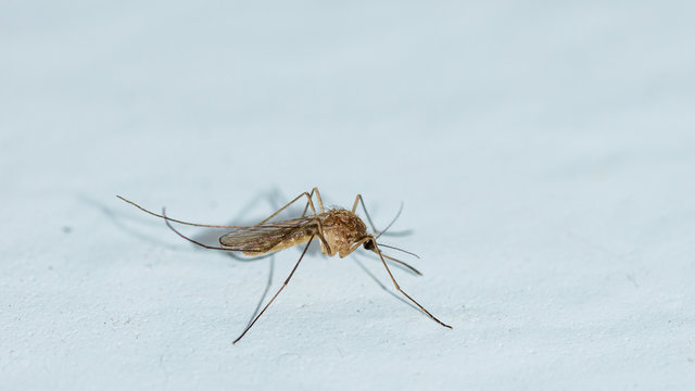 Une moustique jaune orange africaine 
