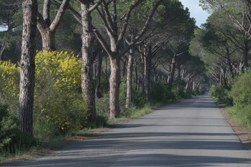 Naklejka premium alley in the park